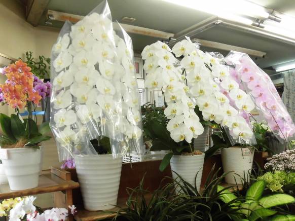 「フラワーショップよしい」　（広島県呉市）の花屋店舗写真4